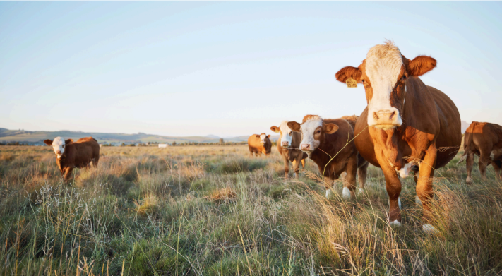 SoCal Meat Co. — Fresh, Halal, American-Sourced
